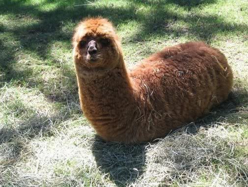 llama