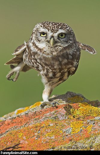 Weird_Owl