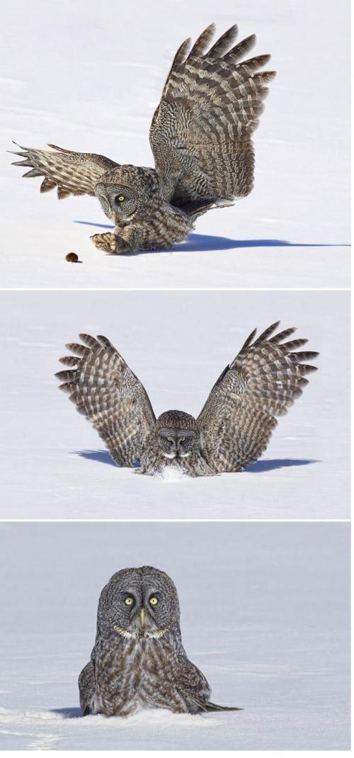 Pass auf mit dein Mauszeiger du Vogel