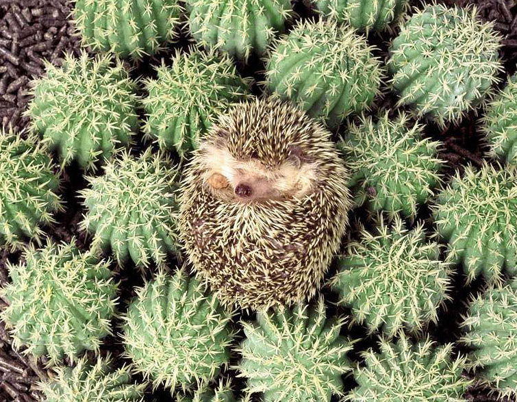 hedgehog-cactus