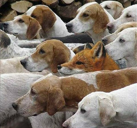 hidden-fox
