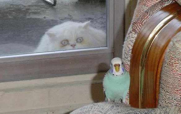 cat-wants-parrot