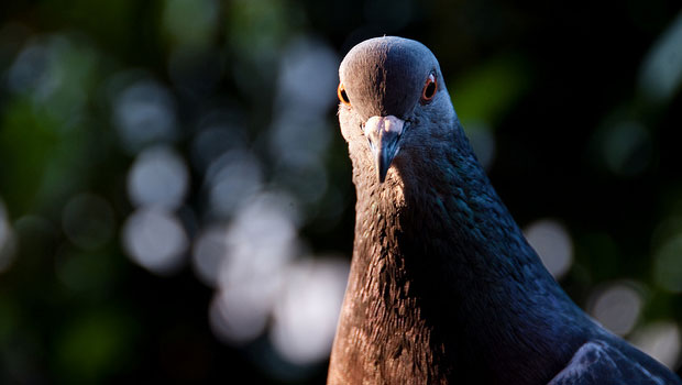 quantum-pigeon